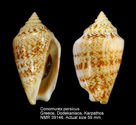 Conomurex persicus (5).jpg - Conomurex persicus (Swainson,1821)
